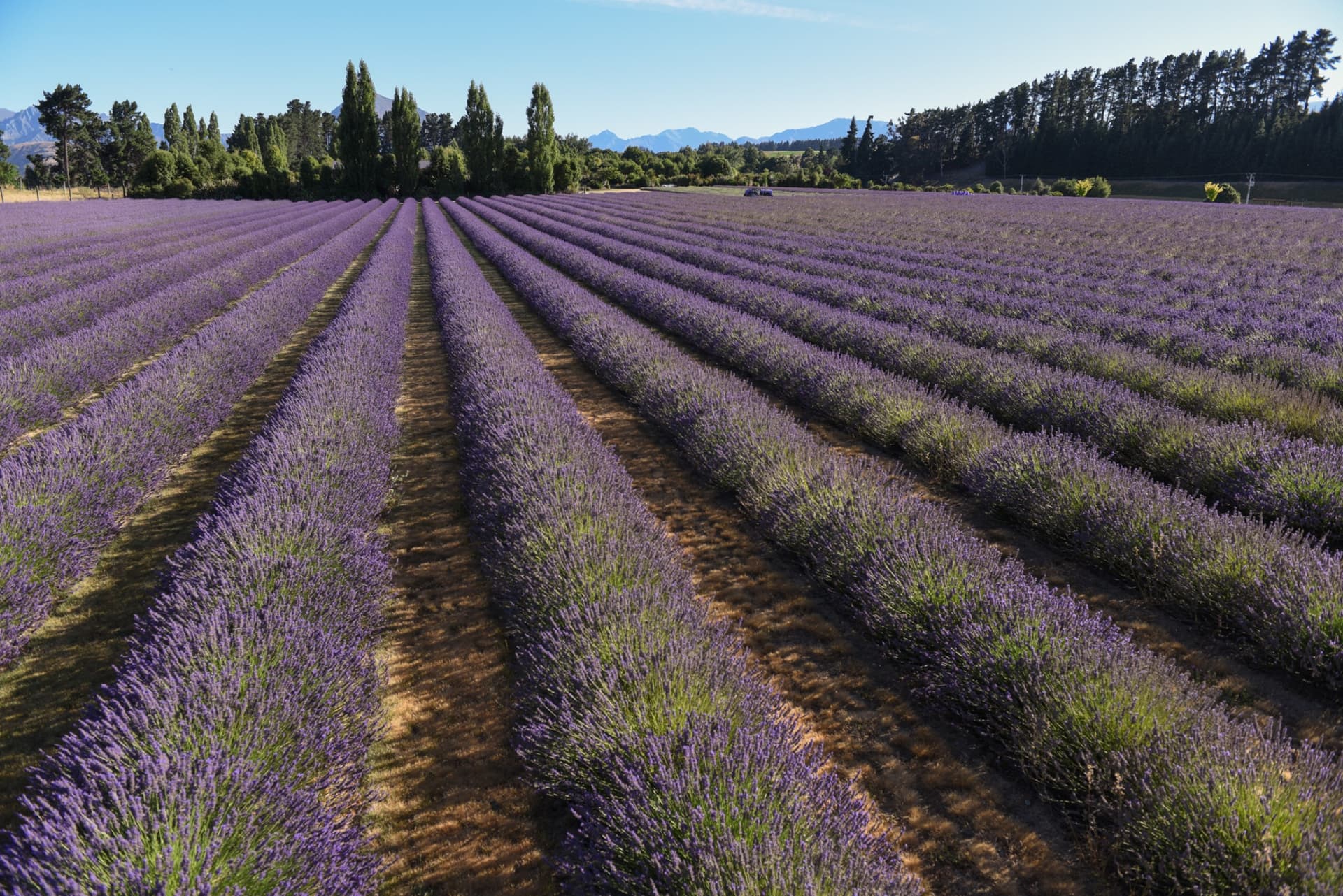 Wanaka Lavender Farm Ticket - image 5